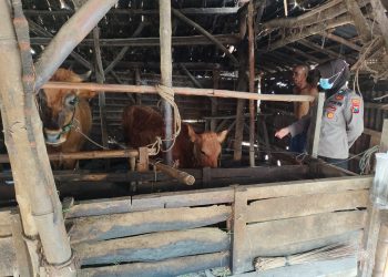 Antisipasi PMK, Polwan Polres Bangkalan Lakukan Monitoring Hewan Ternak