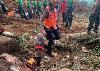 Polwan K9 Terjang Longsor Cari Korban Gempa Cianjur