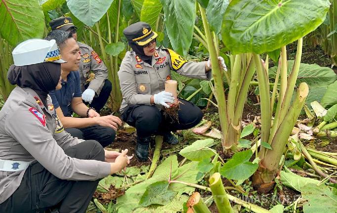 Kapolsek Subang AKPB Sumarni sedang melakukan panen talas.