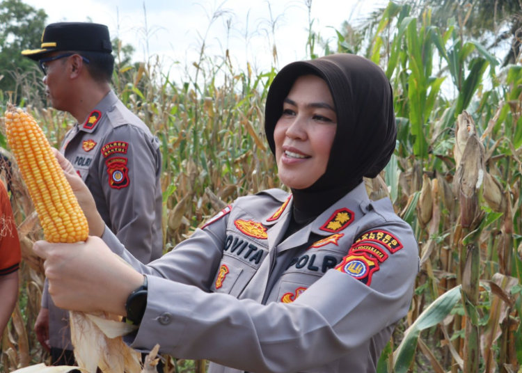 Sukses Panen Jagung Bantul
