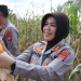 Sukses Panen Jagung Bantul